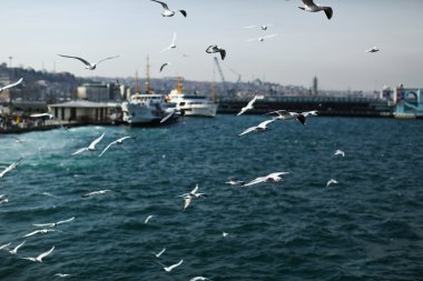 martı