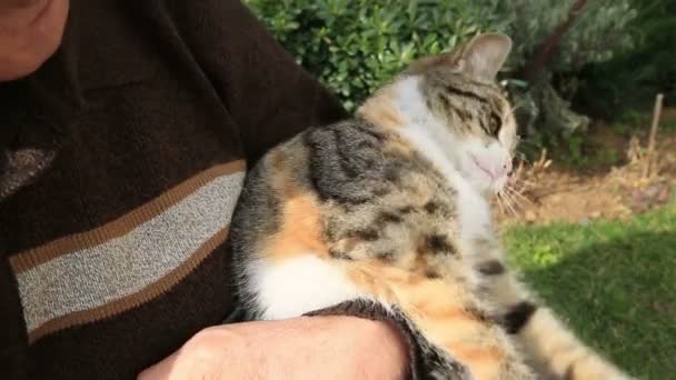 Senior man spelen een kat in de tuin 3 — Stockvideo