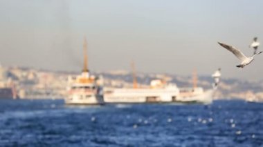 flok seagull yolcu gemisi ile