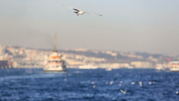 Αργή κίνηση κοπάδι seagull με επιβατηγό πλοίο — Αρχείο Βίντεο