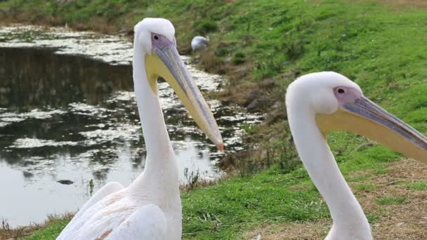 Vackra pelican — Stockvideo