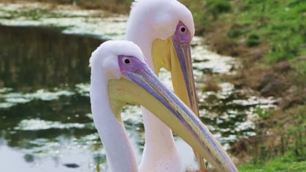 Vackra pelican — Stockvideo