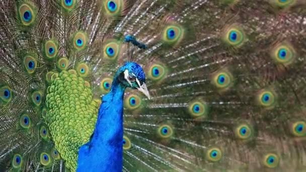 Beautiful peacock — Stock Video