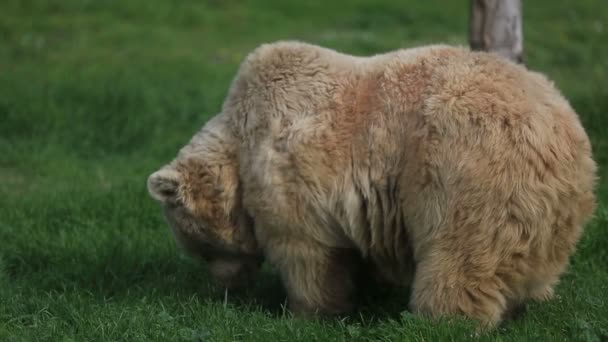 Orso grizzly — Video Stock