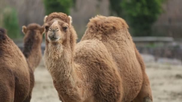 Wild dromedary — Stockvideo