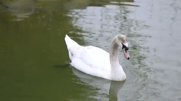 Cygne blanc 