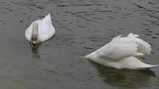 Белый лебедь — стоковое видео