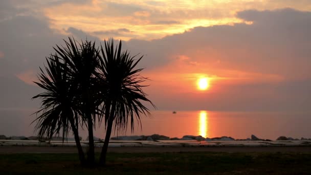 Jeunes femmes jogging au coucher du soleil — Video