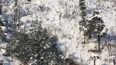 Kışın çam ormanı
