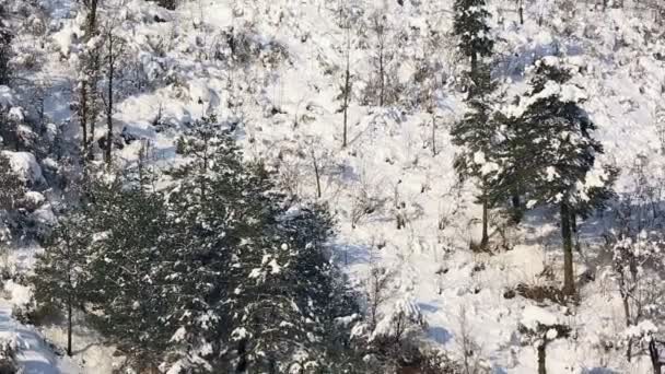 Dennenbos in de winter — Stockvideo