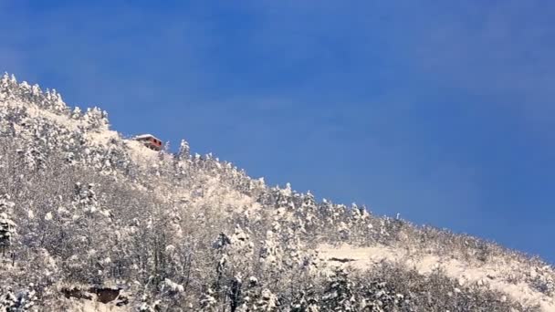 Bosque de pinos en invierno — Vídeo de stock