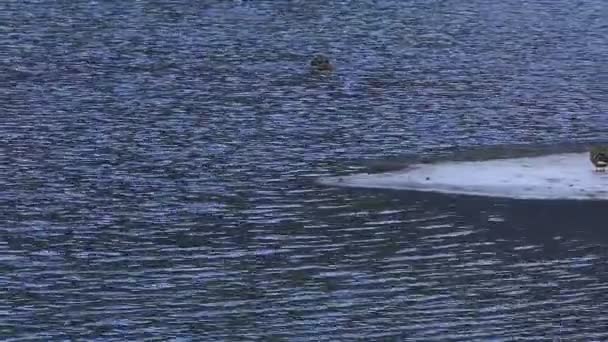 oies et canards nageant dans un lac gelé 