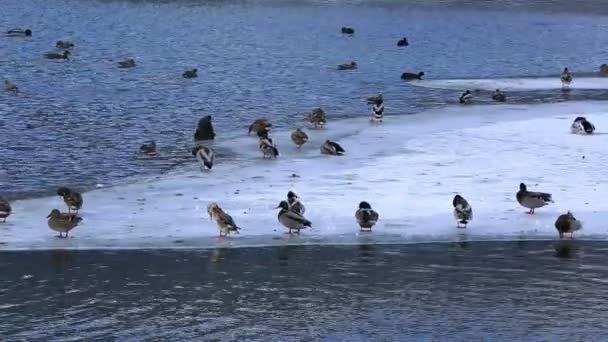 Geese and ducks swimming frozen lake — Stock Video