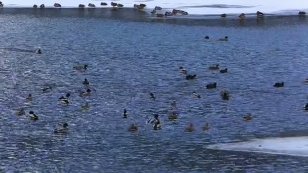 Гуси и утки, купающиеся в замерзшем озере — стоковое видео