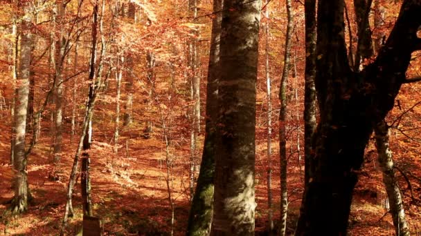 Autunno — Video Stock