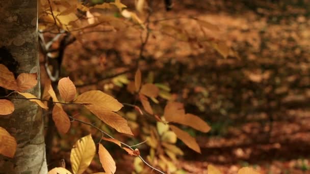 Cerrar las hojas en la temporada dorada de otoño — Vídeos de Stock