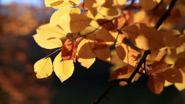 fermer les feuilles en automne doré 