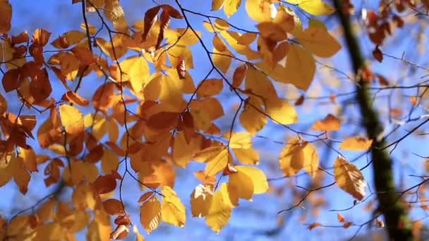 Zamknij się liści w złotej jesieni — Wideo stockowe