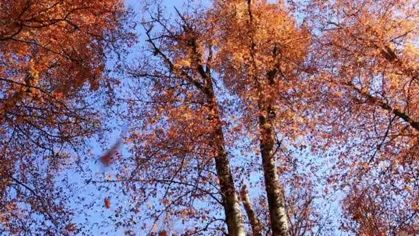 Caída de hojas bosque — Vídeo de stock