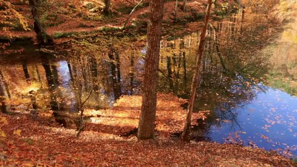 Temporada de otoño de oro y reflexión — Vídeos de Stock