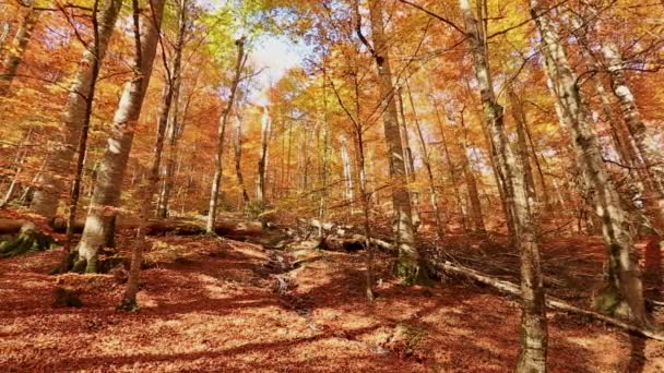 Vallende bladeren bos in gouden herfst — Stockvideo