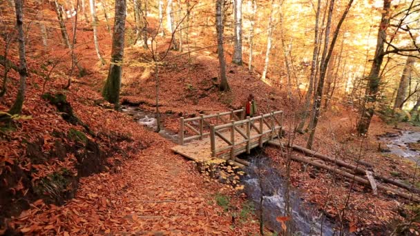 Uomo escursionismo e ponte di passaggio nella foresta — Video Stock