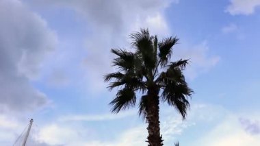 palmiye ağacı ile beyaz bulutlar zaman atlamalı