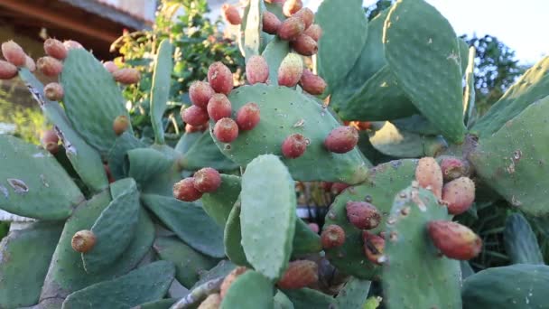 Peras espinosas cactus — Vídeos de Stock