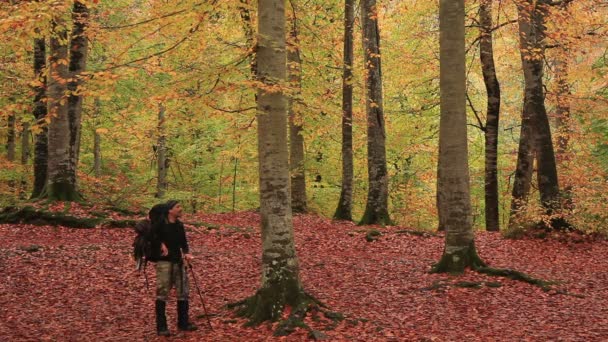 Aventureiro na floresta — Vídeo de Stock