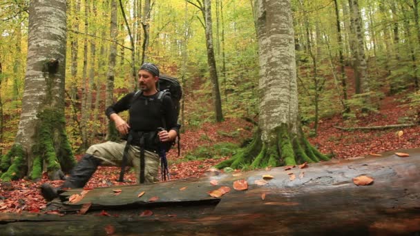 Kalandor, az erdő — Stock videók