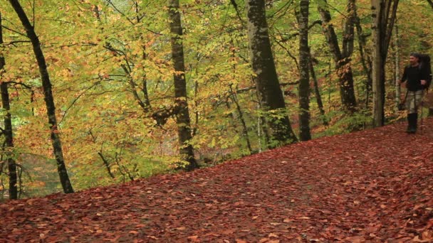 Äventyrare i skogen — Stockvideo