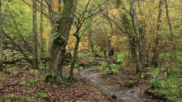 aventurier dans la forêt 