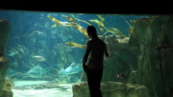 Acquario — Video Stock