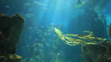 deniz akvaryum ve deniz yaşamı