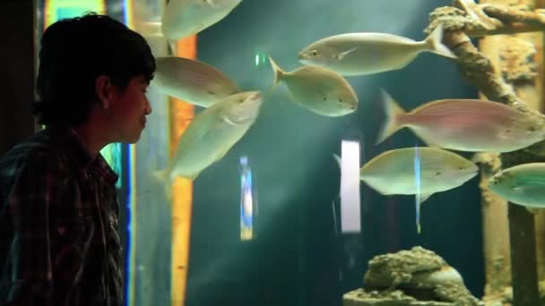 Aquarium — Video