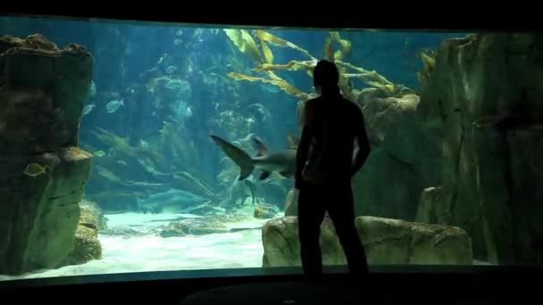 Acquario — Video Stock