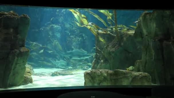 Marine aquarium en het mariene leven — Stockvideo