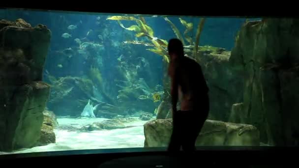 水族館 — ストック動画