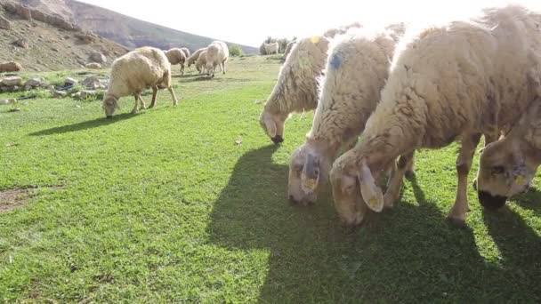 Ovejas en un prado 5 — Vídeos de Stock