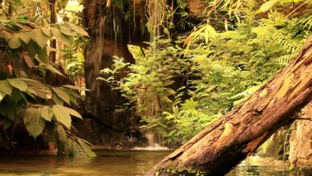 Floresta tropical tropical — Vídeo de Stock