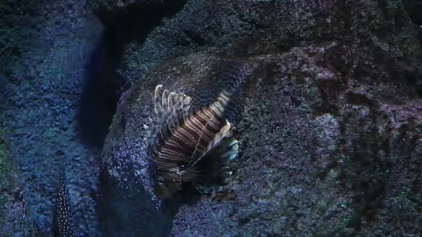 Lion fish — Stock Video