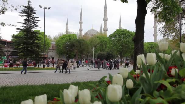 Mezquita azul con tulipanes 2 HD 1080p — Vídeo de stock