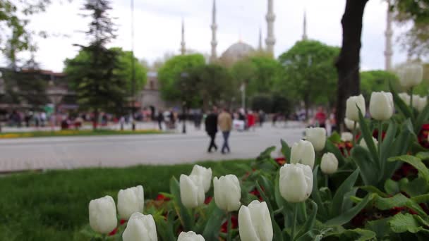 Mesquita azul com tulipas 1 HD 1080p — Vídeo de Stock