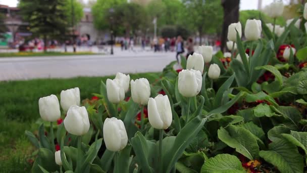 Mezquita azul con tulipanes 2 HD 1080p — Vídeos de Stock