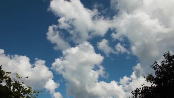 Верхушки деревьев и облака — стоковое видео