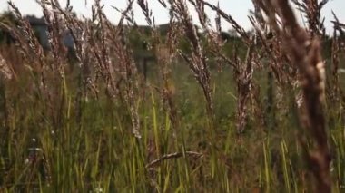 Tahıl Hd 1080 p büyüyen