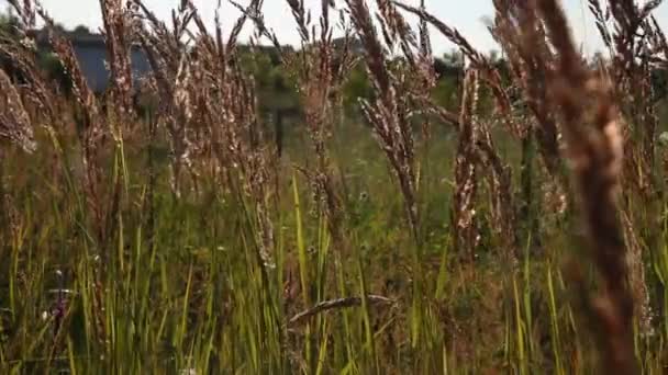 Crecimiento de grano 2 Hd 1080p — Vídeos de Stock