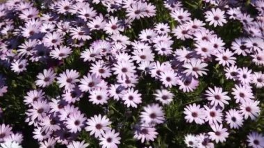 güzel pembe daisy Hd 1080p