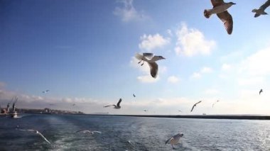 2 Hd 1080 p uçan martı