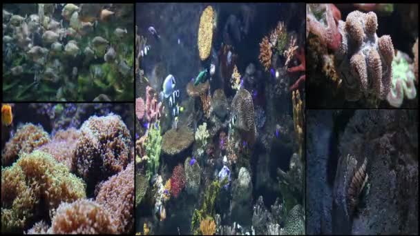 Vida marinha — Vídeo de Stock